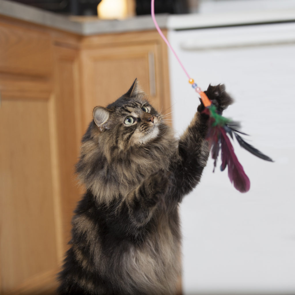 make fishing pole cat toy