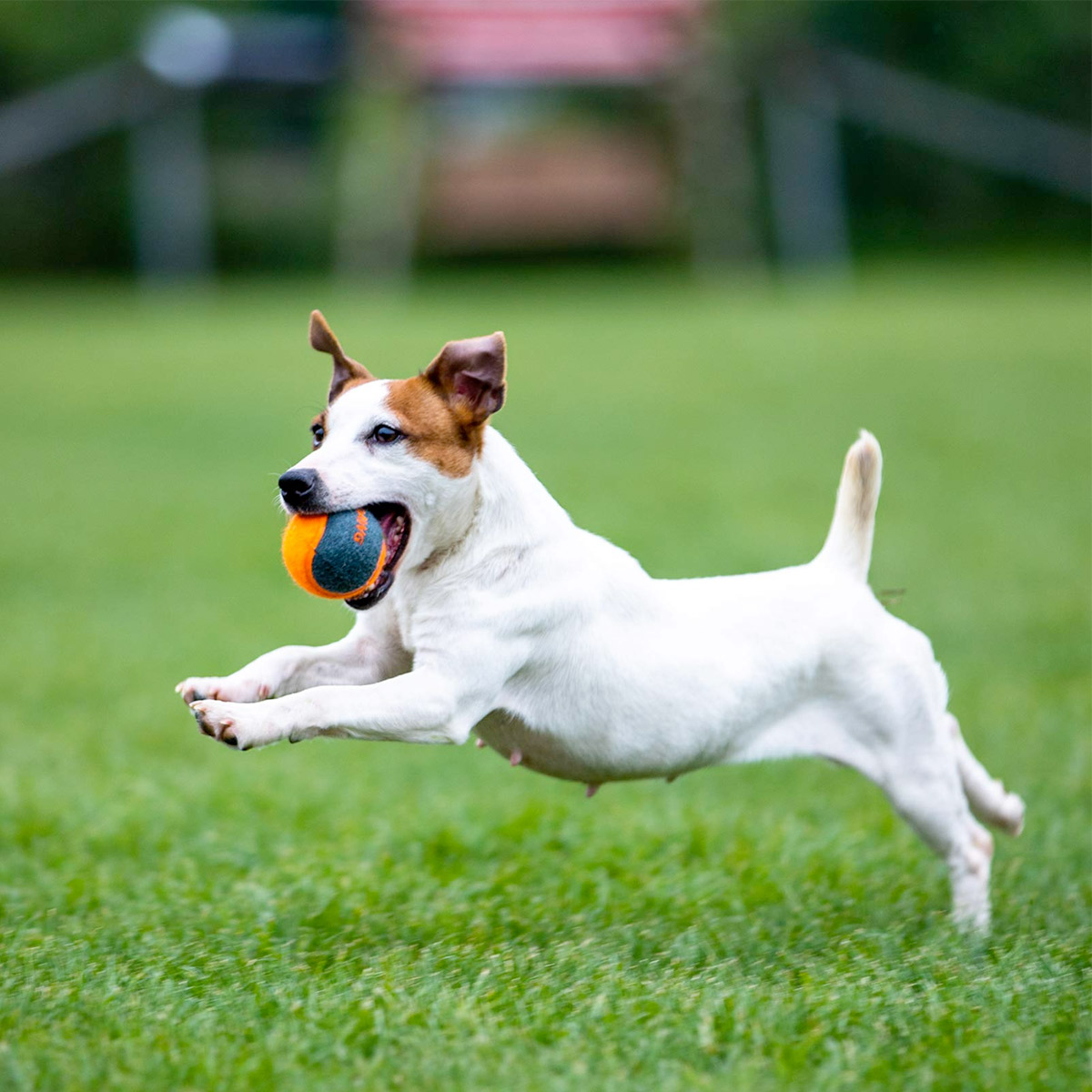 https://naturallyforpets.com/wp-content/uploads/2021/05/SD-Tennis-ball-5.jpg