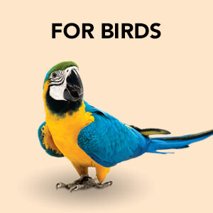 Bird Supplies, Bird Food, Parrot Food, Bird Accessories, Dubai, UAE, Middle East
