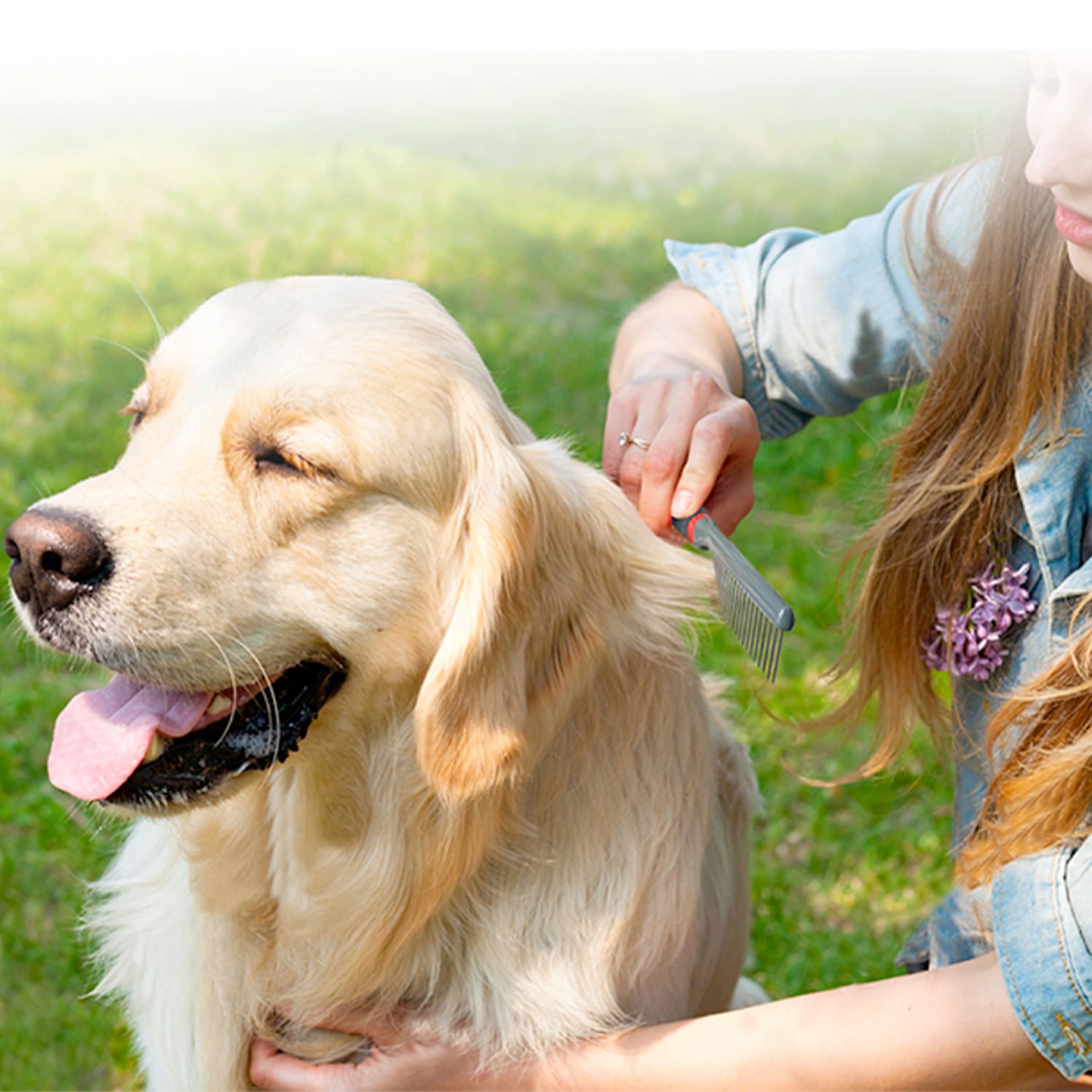 Regular Comb for Dogs and Cats - Image 5